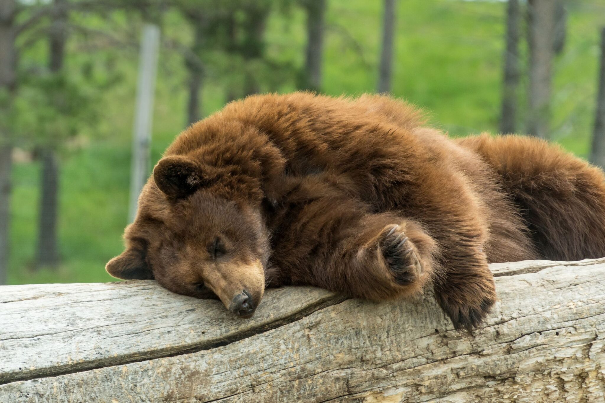 The last bear. Бурый медведь в спячке. Медведь в спячке. Медведь в спячке фото. Медведь храпун.